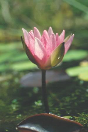 Nymphaea Mrs Joanne Pring
