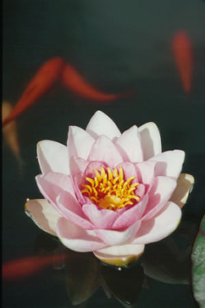 Nymphaea Mrs Richmond