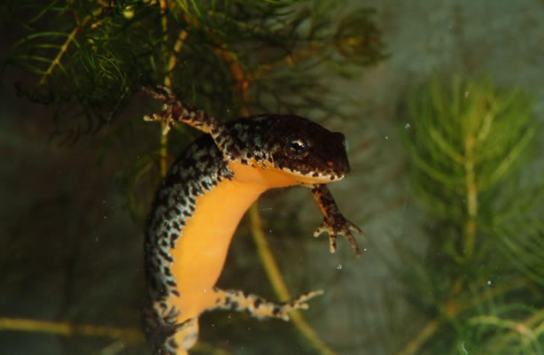 alpenwatersalamander makkelijk te herkennen