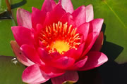 Nymphaea Gloriosa