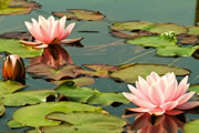 Nymphaea Martha