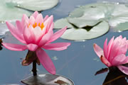 Nymphaea Helen Fowler