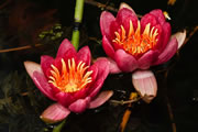 Nymphaea Froebeli