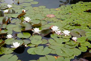 Waterlelie in grote vijver