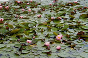 Waterlelie in grote vijver 1