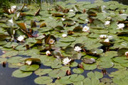 Waterlelie in grote vijver 2