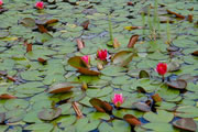 Waterlelie in grote vijver 3