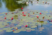 Waterlelie in grote vijver 4