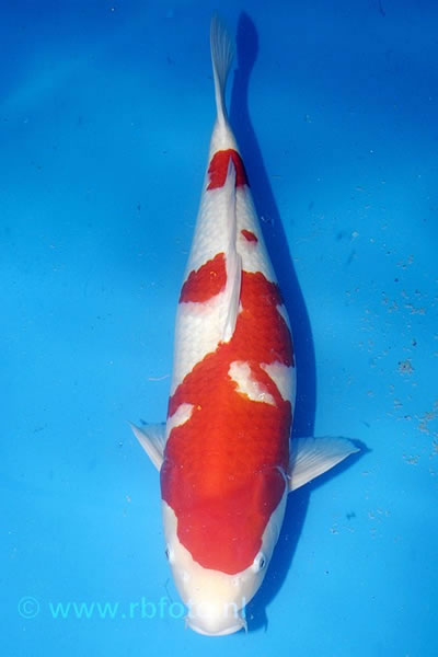 Adult champion 2008