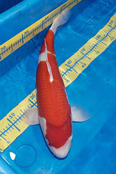 Adult tategoi champion 2009