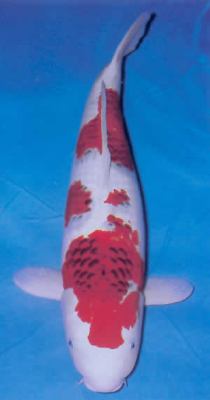 Aigoromo