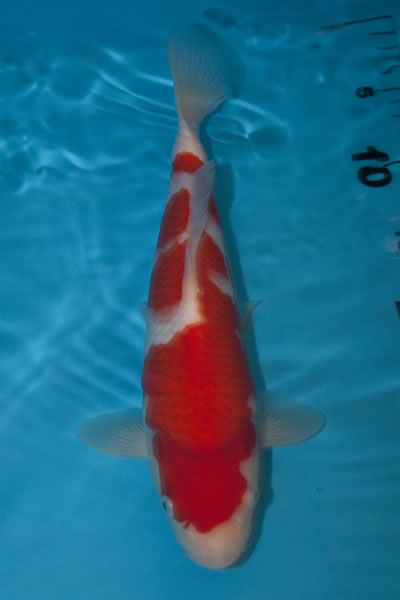 Baby Champion 2009