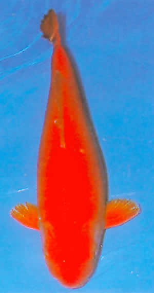 Benigoi