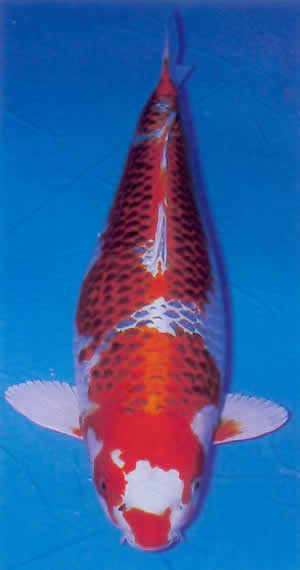 Beni Kujaku