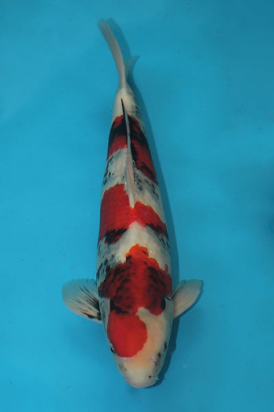 Best Tategoi Champion 2009