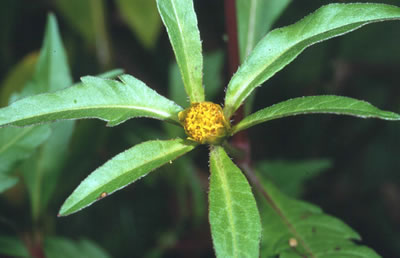 Bidens tripartita Driedelig tandzaad