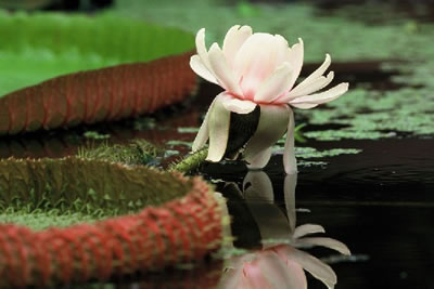 Bloem reuzenwaterlelie blad