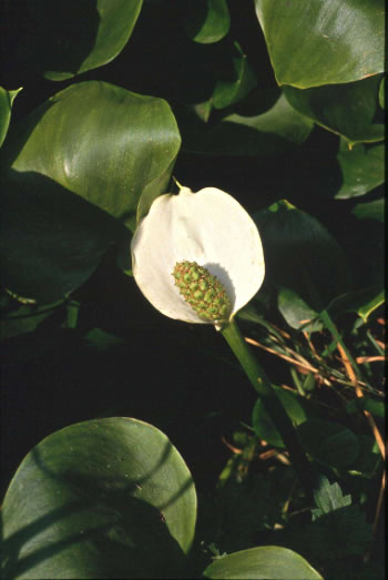 Calla palustris, slangewortel