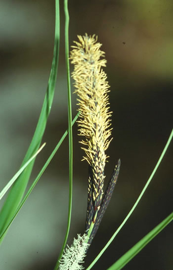Carex sp. Zeggensoorten