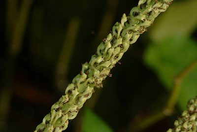 Close-up bloem Salamanderstaart