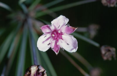 Close-up bloem Zwanebloem