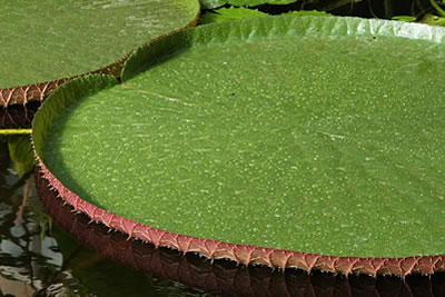 Detail blad reuzenwaterlelie