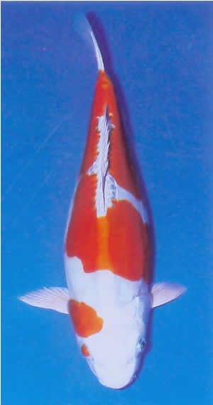 Doitsu Platinum Kohaku