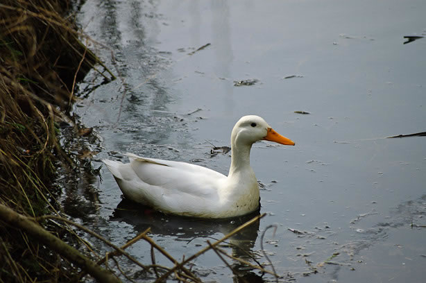 Eenden