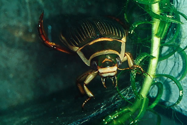 Geelgerande watertor