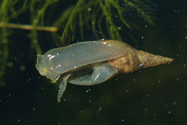 Gewone of grote poelslak