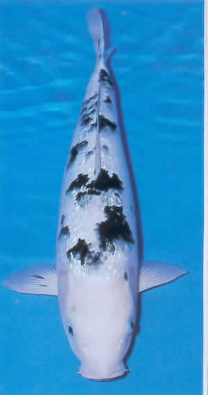 Ginrin Bekko