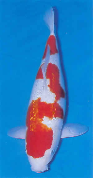 Ginrin Kohaku