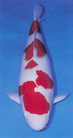 Godan Kohaku