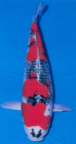 Goshiki Showa