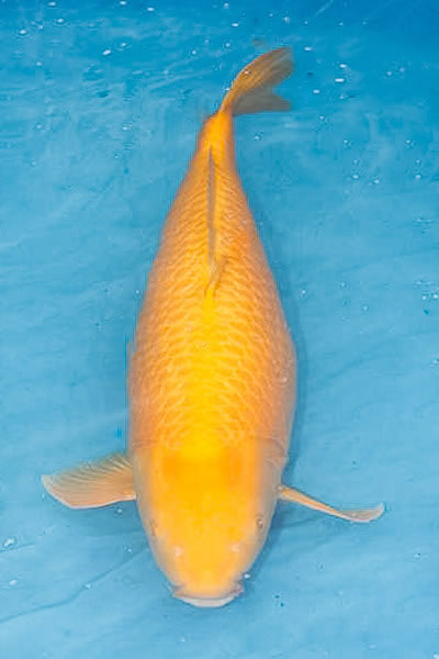 Grand Champion B 2011