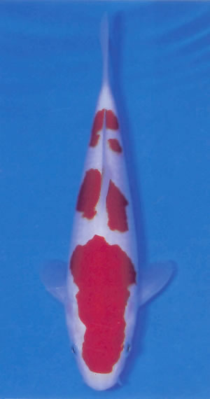 Hanatsuki Kohaku