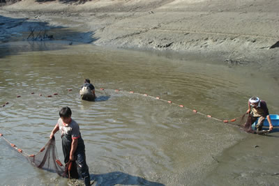 Koi afslepen in mudpond