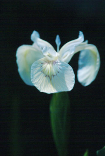 Iris pseudoacorus Alba