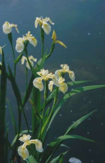 Iris pseudoacorus Cream Form