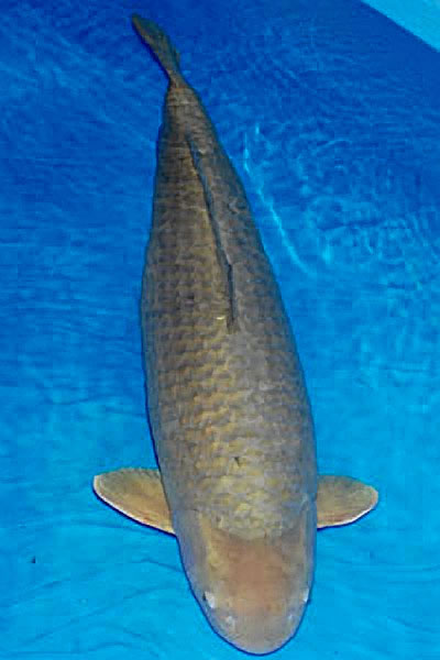 Jumbo Champion