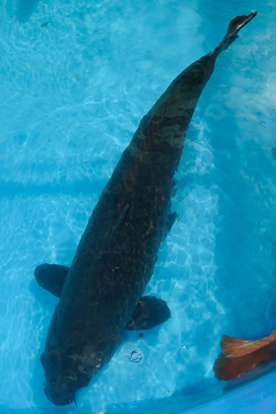 Jumbo Champion 2011