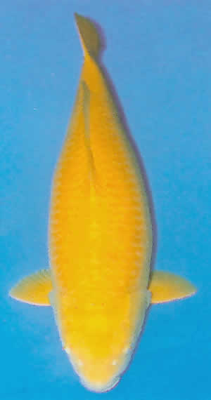 Kigoi