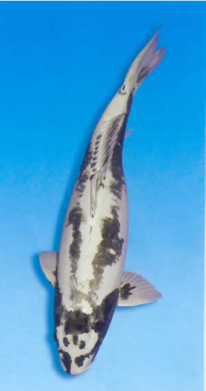 Kikokuryu