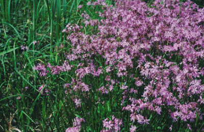 Koekoeksbloem
