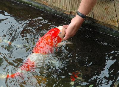 Koi met de hand voederen