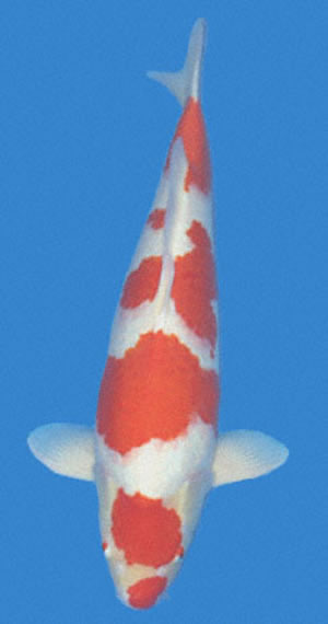 Kuchibeni Maroten Kohaku