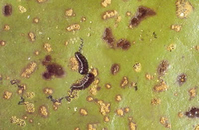 Larven waterleliekever