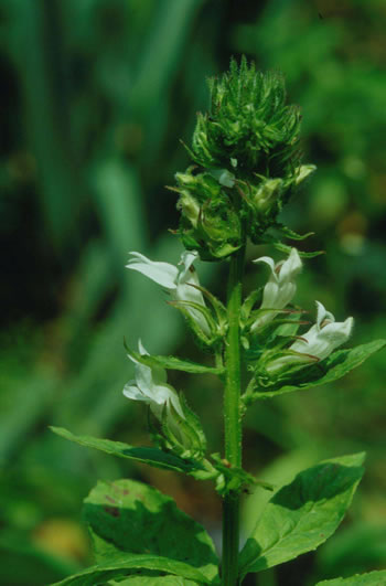 Lobelia siphilitica Alba