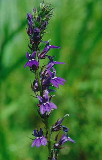 Lobelia siphilitica