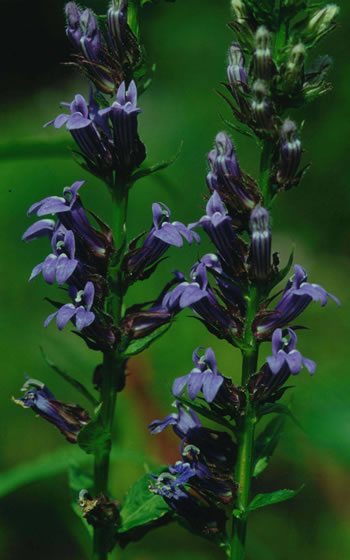 Lobelia x gerardii Vedrariensis
